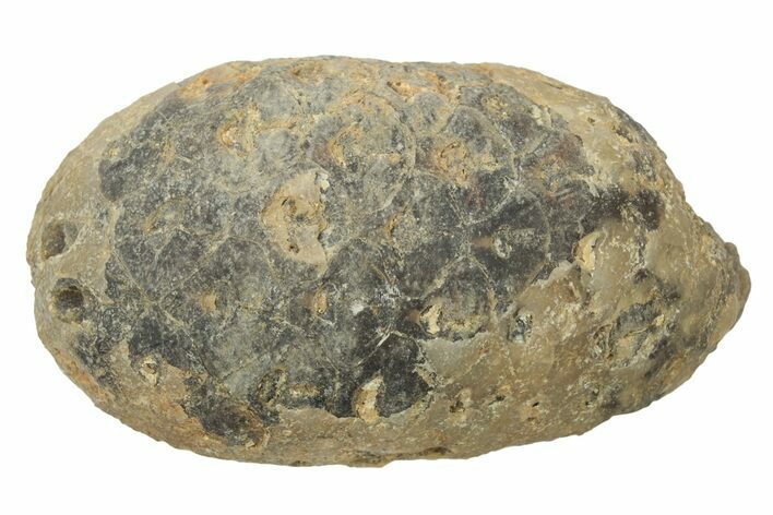 Fossil Cycadophyte Seed Cone - Boujdour, Morocco #234150